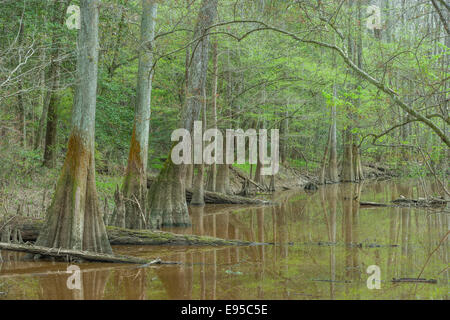 Sumpfzypresse (Taxodium Distichum) und Wasser Tupelo (Nyssa Aquatica) angrenzend an Oak Ridge Trail im Congaree Nationalpark. Stockfoto