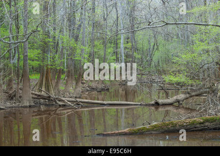 Sumpfzypresse (Taxodium Distichum) und Wasser Tupelo (Nyssa Aquatica) angrenzend an Oak Ridge Trail im Congaree Nationalpark. Stockfoto