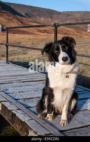 Border-Collie saß auf einer Brücke in eine Moorlandschaft in der Wintersonne. Stockfoto