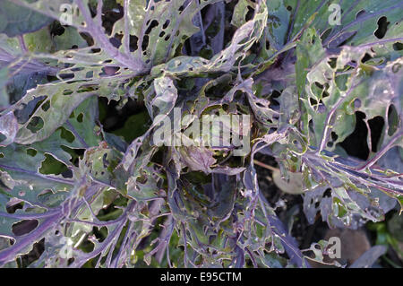 Kohlblätter durch Schnecken Stockfoto