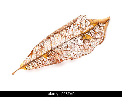 Dry orange herbstlichen Blatt isoliert auf weißem Hintergrund Stockfoto