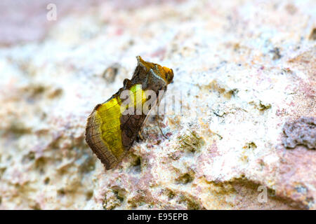 Poliertes Messing Moth Diachrysia Chrysitis Erwachsenen Falter ruht auf einer Steinmauer Stockfoto