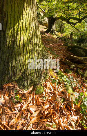 Reifer süßer Kastanienbaum mit interessanter Rinde und herbstlichen Blättern. Birchover, Derbyshire, England. Stockfoto