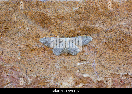 Riband Welle Moth Idaea Aversata Erwachsenen Falter ruht auf einer Steinmauer Stockfoto