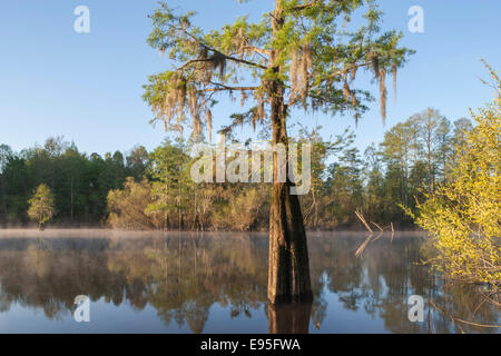 Kahle Zypresse und Weiden an einem nebligen Morgen.  Bates Old River, Congaree-Nationalpark, South Carolina, Frühling. Stockfoto