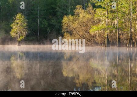 Kahle Zypresse und Weiden an einem nebligen Morgen.  Bates Old River, Congaree-Nationalpark, South Carolina, Frühling. Stockfoto