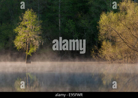 Kahle Zypresse und Weiden an einem nebligen Morgen.  Bates Old River, Congaree-Nationalpark, South Carolina, Frühling. Stockfoto