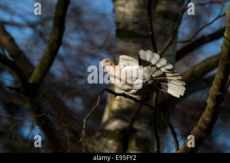 Eurasian Collared Dove Sreptopelia Decaocta Erwachsene auf thront in einer Silber-Birke fanning Schwanzspitze Stockfoto