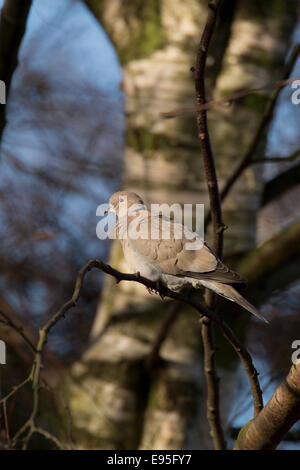 Eurasian Collared Dove Sreptopelia Decaocta Erwachsene thront in einer Silber-Birke Stockfoto