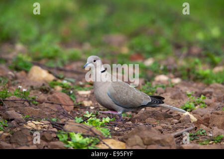 Eurasian Collared Dove Sreptopelia Decaocta Erwachsenen auf dem Boden Stockfoto