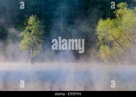 Kahle Zypresse und Weiden an einem nebligen Morgen.  Bates Old River, Congaree-Nationalpark, South Carolina, Frühling. Stockfoto