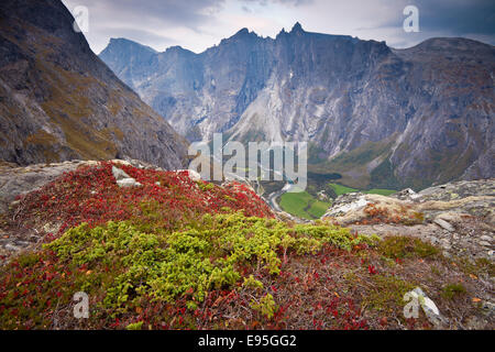 Herbstfarben im Tal Romsdalen in Rauma Kommune, Østfold fylke, Norwegen. Die roten Pflanze ist Berg Avens, Dryas octopetala. Stockfoto