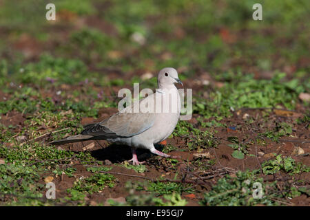 Eurasian Collared Dove Sreptopelia Decaocta Erwachsenen auf dem Boden Stockfoto