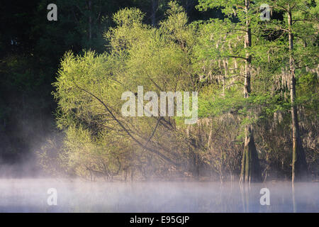 Kahle Zypresse und Weiden an einem nebligen Morgen.  Bates Old River, Congaree-Nationalpark, South Carolina, Frühling. Stockfoto