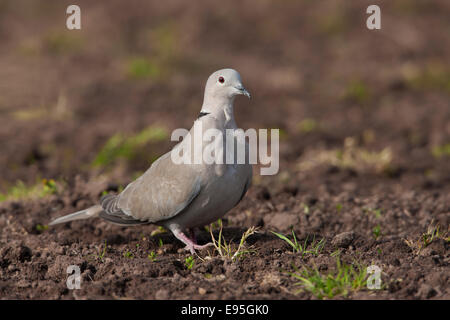 Eurasian Collared Dove Sreptopelia Decaocta Erwachsenen auf dem Boden Stockfoto