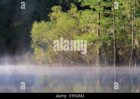 Kahle Zypresse und Weiden an einem nebligen Morgen.  Bates Old River, Congaree-Nationalpark, South Carolina, Frühling. Stockfoto