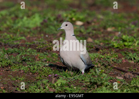 Eurasian Collared Dove Sreptopelia Decaocta Erwachsenen auf dem Boden Stockfoto