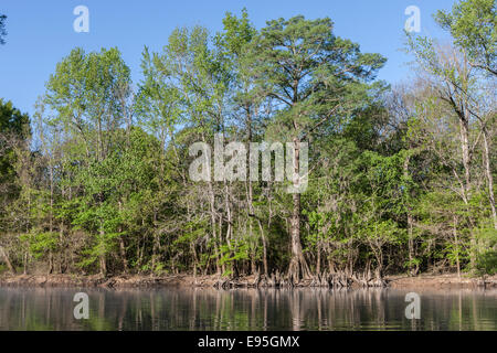 Sumpfzypresse (Taxodium Distichum) und Knie in Bates Old River widerspiegelt.  Congaree Nationalpark, South Carolina, Frühling. Stockfoto