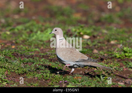 Eurasian Collared Dove Sreptopelia Decaocta Erwachsenen auf dem Boden Stockfoto