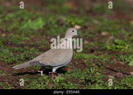 Eurasian Collared Dove Sreptopelia Decaocta Erwachsenen auf dem Boden Stockfoto