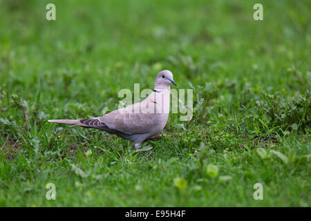 Eurasian Collared Dove Sreptopelia Decaocta Erwachsenen auf grasbewachsenen Boden Stockfoto