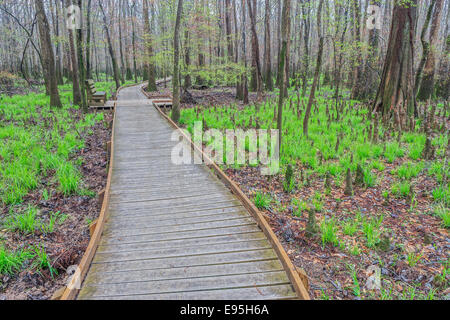 Congaree Nationalpark Promenade durch ein Wasser-Tupelo dominiert mit Begrünung Seggen im Frühjahr. Stockfoto