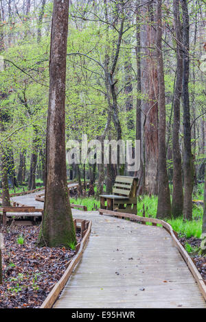 Congaree Nationalpark Promenade durch ein Wasser-Tupelo dominiert mit Begrünung Seggen im Frühjahr. Stockfoto