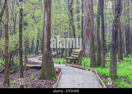 Congaree Nationalpark Promenade durch ein Wasser-Tupelo dominiert mit Begrünung Seggen im Frühjahr. Stockfoto
