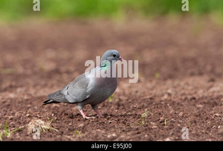 Hohltaube Columba Oenas auf dem Boden Stockfoto