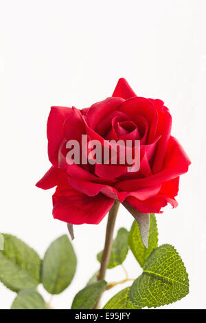 Einzelne rote Rose - Studio gedreht mit weißem Hintergrund Stockfoto