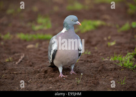 Woodpigeon Columba Palumbus Erwachsenen auf dem Boden Stockfoto