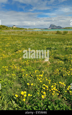 Bereich der Wildblumen entlang des Ufers des Sommaroy Island, Norwegen. Stockfoto