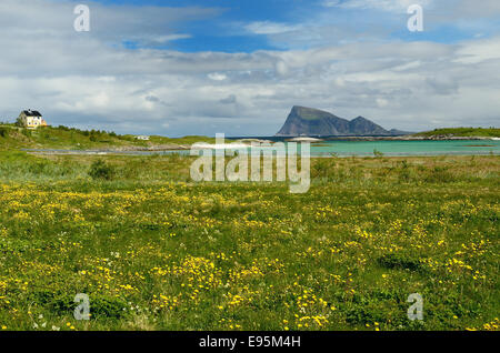 Bereich der Wildblumen entlang des Ufers des Sommaroy Island, Norwegen. Stockfoto