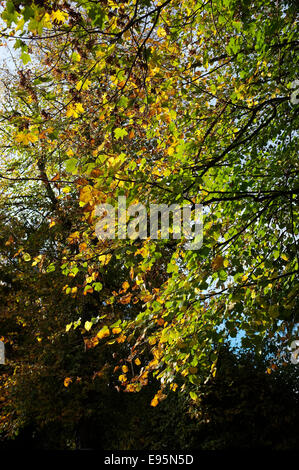 Buche im Herbst Herbst, Blätter, die Farbe wechseln. Stockfoto