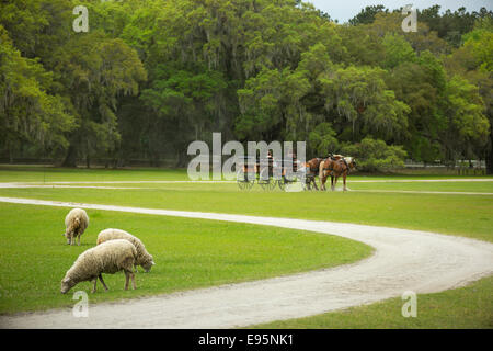 PFERDEN GEZOGENE KUTSCHE MIDDLETON PLATZ EHEMALIGE SKLAVEN PLANTAGE ASHLEY RIVER CHARLESTON SOUTH CAROLINA USA Stockfoto