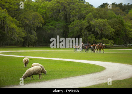 PFERDEN GEZOGENE KUTSCHE MIDDLETON PLATZ EHEMALIGE SKLAVEN PLANTAGE ASHLEY RIVER CHARLESTON SOUTH CAROLINA USA Stockfoto