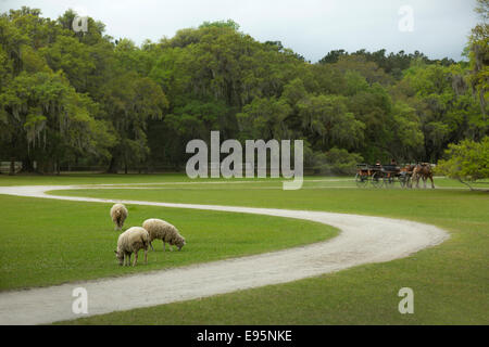 PFERDEN GEZOGENE KUTSCHE MIDDLETON PLATZ EHEMALIGE SKLAVEN PLANTAGE ASHLEY RIVER CHARLESTON SOUTH CAROLINA USA Stockfoto