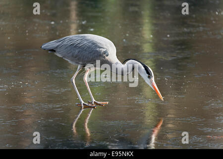 Graureiher, betrachtet man seine Reflexion auf einem zugefrorenen Teich stehend Stockfoto