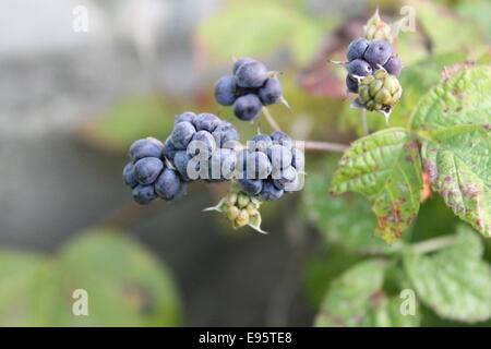 blaue süße Kugel von Brombeeren reif auf den Busch im Garten Stockfoto