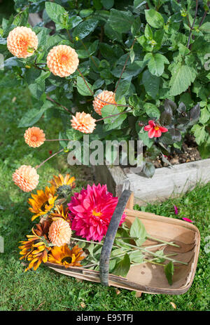 Im Herbst blühenden Dahlien, Priincipally Dahlia "Sylvia" (orange) und "Con Amore" (rot), mit drehen Sonnenblumen UK Stockfoto