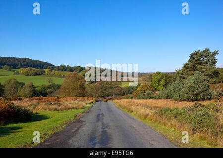 Die szenische Landstraße in Farndale auf die North York moors, England mit Waldbäumen und Heidelandschaft im Herbst. Stockfoto
