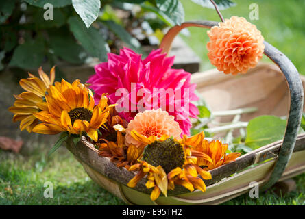 Im Herbst blühenden Dahlien, Priincipally Dahlia "Sylvia" (orange) und "Con Amore" (rot), mit drehen Sonnenblumen UK Stockfoto