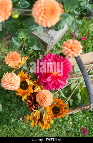 Im Herbst blühenden Dahlien, Priincipally Dahlia "Sylvia" (orange) und "Con Amore" (rot), mit drehen Sonnenblumen UK Stockfoto