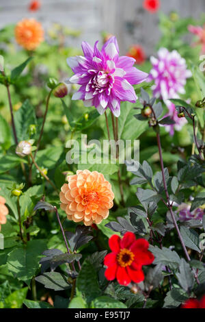 Im Herbst blühenden Dahlien-UK Stockfoto