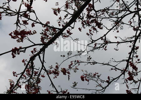 Zweig der Eberesche mit Beeren und Blätter auf schwere Himmel Hintergrund Stockfoto