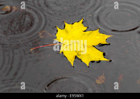 Goldene Ahornblatt schwimmt auf dem Wasser unter die Regentropfen Stockfoto