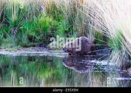 Ein europäischer Biber. Das Säugetier lebt in einem großen, kontrollierten Raum in mid Wales. Stockfoto