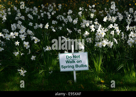 Weiße Narzisse Narzissen nicht zu Fuß auf Frühling Blumenzwiebeln Zeichen Wegweiser warnen Warnung Blumen Blüte Blüte Stockfoto