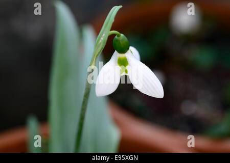 Galanthus Nivalis drei 3 Blätter Snowdrop Schneeglöckchen Pflanze Porträts weiß grünen Markierungen Blumen Frühling Blumenzwiebel Stockfoto