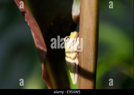 Seitenansicht des invasiven Kubanischen Baumfrosches (Osteopilus septentrionalis), der sich zwischen den Blättern der Canna-Pflanze versteckt, Florida, USA. Stockfoto